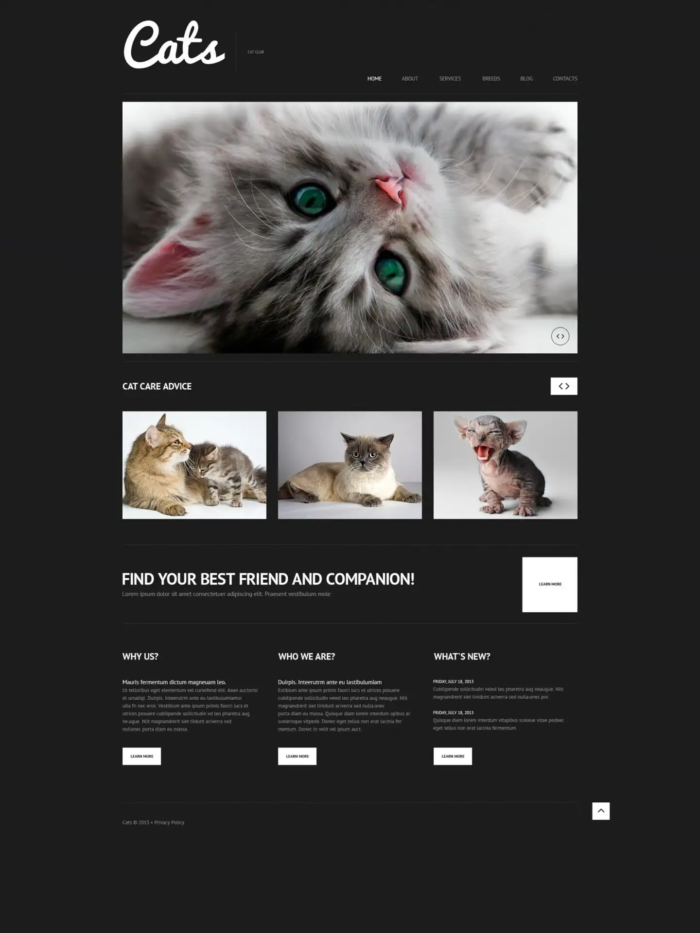 cat-responsive-wordpress-theme_50613-original-scaled-1 Cat Responsive WordPress Theme
